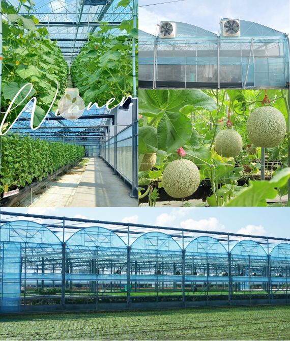 京久農產-988-hoem-about-img-jingjiu-greenhouse-0001