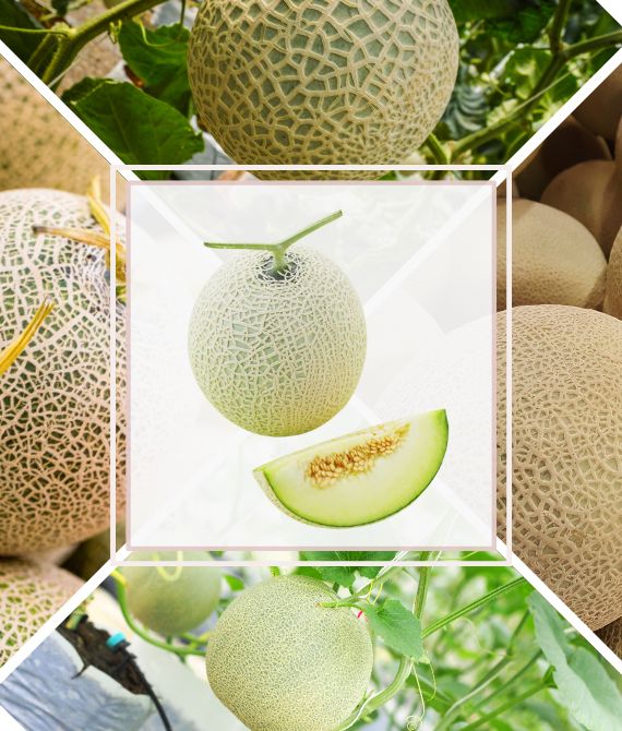 京金農產-阿露斯網紋洋香瓜-988-muskmelon-crops-arus-img-0001