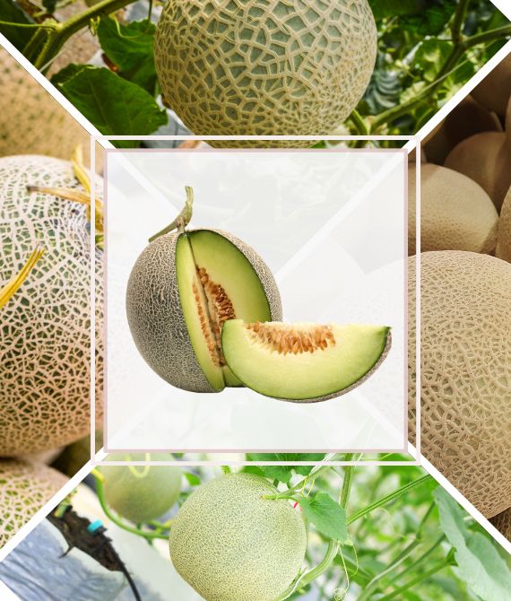京久農產-卡蜜拉哈密瓜-988-muskmelon-crops-camila-img-0001